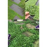 Asel Farm Dichondra Repens Fare Kulağı Tohumu Kundura Çimi 150 gr