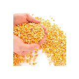 Asenya 1 kg Tane Mısır Tavuk Yemi Mısır Kanatlı Yemi