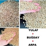 Asenya 3 Lü Set 500 Gr Buğday Tohumu + 500 Gr Tane Arpa Tohumu + 500 Gr Yulaf Tohumu