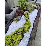 Asenya Beyaz Dolomit Taş 5 Kg 2-4 Cm Dere Çakıl Taşı Bahçe Süs Taşı Saksı Teraryum Taşı Akvaryum Taşı