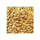 Asenya Doğal Tane Arpa Tohumu Yemlik 1 kg