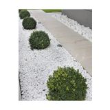 Asenya Dolomit Taş 50 Kg 2-4 Cm Beyaz Dolomit Taş Saksı Dibi Dekoratif Taş Bahçe Süsleme Taşı Peyzaj Taşı