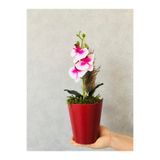 Asenya Orkide Yapay Çiçek, 38 cm, Pembe-Beyaz, Saksıda