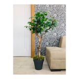 Asenya Yapay Benjamin Ağacı, 110 cm, Yeşil Yapraklı, Saksıda Bonsai Ağacı