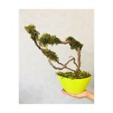 Asenya Yapay Bonsai Ağacı, 35 cm, Fıstık Yeşili, Dekoratif Salon İç Mekan Ofis Bitkisi