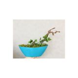 Asenya Yapay Bonsai Ağacı, 35 cm, Turkuaz Saksılı, Dekoratif İç Mekan Bitkisi