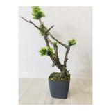 Asenya Yapay Bonsai Ağacı, Saksıda, 55-95 cm, Antrasit