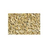 Asenya Yulaf Tohumu 1 kg Ilaçsız Yulaf Tohumu Doğal Yulaf Tohumu Yemlik Yulaf