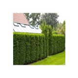 ASES 2 Adet Tüplü Çit Mazı Çamı Fidanı Yaş 2 Boy 40-60cm