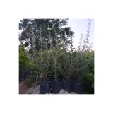 ASES 2 Yaş Tüplü Kokulu Iğde Fidanı 80-100 cm