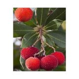 ASES 3 Yaş Kocayemiş (dağ Çileği) Fidanı 80-110 Cm