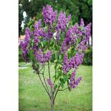Ases 4 Adet Leylak Fidanı(Syringa Chinensis ) Büyük 1 Metre Saksılı