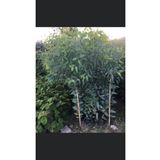 ASES FİDAN 10 Adet Bataklık Kurutan Okaliptus Fidanı Boy 100-120cm 6 Adet