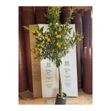 ASES FİDAN 4 YAŞ ,TÜPLÜ BOL MEYVELİ NAGAMİ KAMKAT FİDANI BOY 150-200 CM