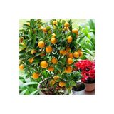 ASES FİDAN ÇOK VERİMLİ 3 YAŞ TÜPLÜ FUKUSHİ (Mandalina) KAMKAT YAŞ 3 BOY 120-150 CM