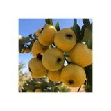 ASES FİDAN MEYVE VEREN AŞILI İRİ MEYVELİ SARI BELEN ALIÇ FİDAN YAŞ 3 BOY 100-130 CM
