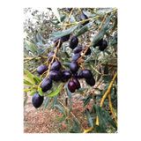ASES FİDAN SAKSIDA 5 YAŞ MEYVELİ GEMLİK TRİLYE ZEYTİN FİDANI BOY 150-1200 CM