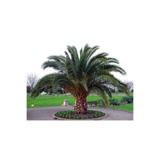 ASES FİDAN saksıda 5 yaş phoenix canariensis hurma palmiyesi 130-150 cm