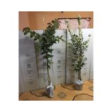 ASES FİDAN Tropikal 2'li 2 Yaş Guava 3 Yaş Feijoa(KAYMAK AĞACI) 100-130 Cm