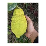 ASES FİDAN TÜPLÜ 4 YAŞ BERGAMOT LİMON (CITRUS BERGAMİA) FİDANI BOY 150-200CM