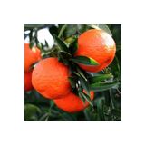 ASES FİDAN Tüplü Aşılı Klemantin Kokulu King Mandalina Yaş 1-2 Boy 90-110cm Soğuklara Dayanıklı