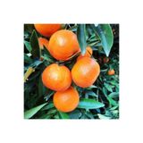 ASES FİDAN Tüplü Aşılı Klemantin Nova Mandalina Yaş 1-2 Boy 90-110cm Fidanı