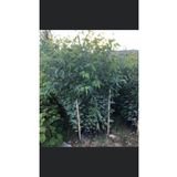 ASES FİDAN Tüplü Okaliptus Fidanı 120-140 cm (2 Adet)