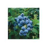 ASES Meyve Vermeye Hazır Saksıda Bluberyy Yaban Mersini (MAVİ YEMİŞ) Fidanı 20-40cm