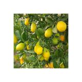 ASES Saksıda 3 Yaş Aşılı Lime Quat (LİMON KAMKAT) Fidanı 90-110 Cm Boy