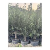 ASES SAKSIDA 6 YAŞ,KALIN GÖVDELİ GEMLİK TRİLYE ZEYTİN FİDANI BOY 130-150 CM