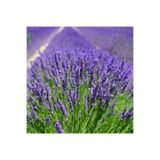 ASES Saksıda Lavanta Çiçeği(Lavandula Officinalis) Fidanı 10-20 cm 2 Adet