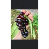 ASES SAKSIDA MEYVE VEREN ,7 YAŞ KARAYEMİŞ(TAFLAN) FİDANI BOY 200 CM +