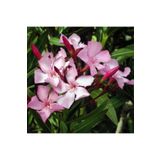 Ases Tüplü Zakkum Fidanı Pembe Çiçekli Nerium Oleander