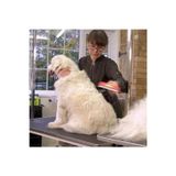 Asil Acar Home 23 Kg Üzeri Uzun Tüylü Köpekler İçin Tüy Toplayıcı Ergonomik Tarak