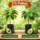 Aşılı 2’Li Avokado Fidanı (Fuerte + Bacon) – Soğuğa Dayanıklı, Tüplü, 50–70 Cm