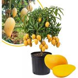 Aşılı Ataulfo Bal Mangosu Fidanı - 2 Yaş - Dünyanın En Tatlı Lifsiz Honey Mangosu - 60-70 Cm Tüplü