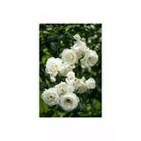 Aşılı Gül Fidanı Kokulu 10-20 Cm