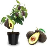 Aşılı Hass Avokado Fidanı 50-70 Cm - Tüplü Her Mevsim Dikilebilir Verimli Meyve Fidanı