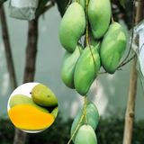 Aşılı Keo Mango Fidanı - 2 Yaş - Tüplü 60-70 Cm - En Erken Meyve Veren Verimli Egzotik Çeşit