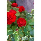Aşılı Kırmızı Gül Fidanı Kokulu 10-20 Cm