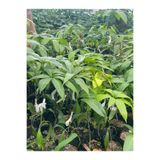 AŞILI MANGO FİDANI 12 YAŞ 8956232021245