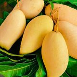 Aşılı Nam Dok Mai Mango Fidanı - 2 Yaş - Tüplü 60-70 Cm - Tayland Bal Mangosu (Saksıda Yetişmeye Uygun)