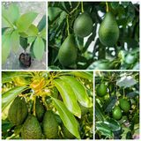 Aşılı Pinkerton Avokado Fidanı 50-70 Cm - Tüplü Bodur Gelişimli Ve En Uzun Meyve Veren Tür