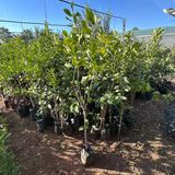 Aşılı Tüplü Yediveren Limon Fidanı (4 Yaş 140 Cm Üzeri)