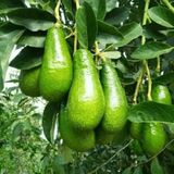 Aşılı Wurtz (Bodur)-(Little Cado) Avokado Fidanı 50-70 Cm - Tüplü Saksıda Yetişmeye En Uygun Gerçek Bodur Tür