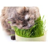 Asitan Kedi Çimi Tohumu 2000+TOHUM+SAKSI+TOPRAK