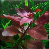 Asitan Ludwigia Repens Rubin Saksı- Canlı Bitki - Çok Renkli