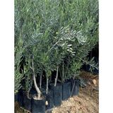 Asitan Videolu Gemlik Zeytin Fidanı Fidesi 1 Adet 1. Kalite 80-150 cm Saksılıtüplü (Olive Sapling) - Çok Renkli