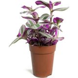 Asitan Videolu Pembe Telgraf Çiçeği 1 Adet Saksılı 10-15CM Salon Teras Bitkisi (Tradescantia Nanouk) - Çok Renkli