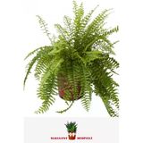 Aşk Merdiveni (20~40 Cm)